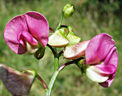 Lathyrus sylvestris, Wilde Platterbse, Bl�ten