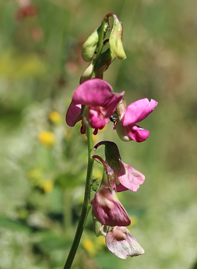 Lathyrus sylvestris, Wilde Platterbse, Bl�tenstand