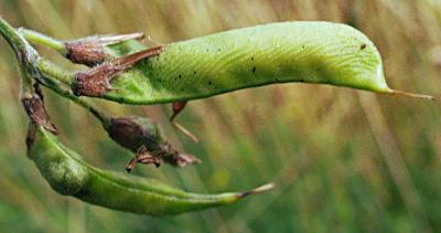 Lathyrus pratensis, Wilde Platterbse, Fr�chte