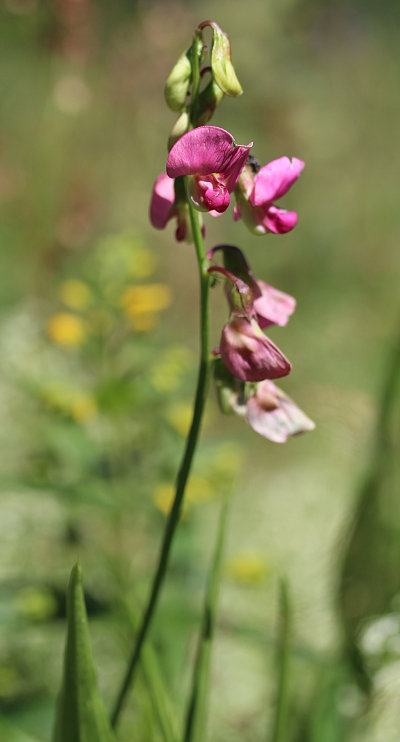 Lathyrus sylvestris, Wilde Platterbse, Blütenstand