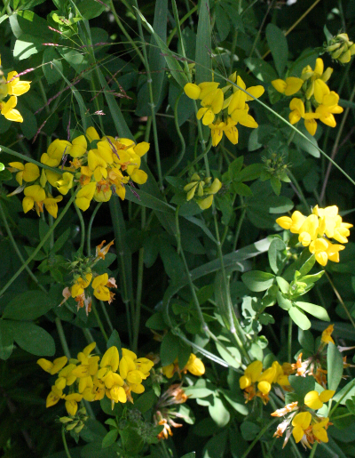 Lotus, Hornklee, Habitus