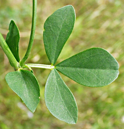 Lotus corniculatus, Gew�hnlicher Hornklee, Blatt