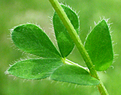 Lotus corniculatus, Gew�hnlicher Hornklee, Blatt, behaart