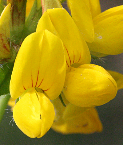 Lotus corniculatus, Gewöhnlicher Hornklee, Blüten
