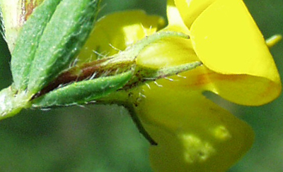 Lotus corniculatus, Gew�hnlicher Hornklee, Kelch