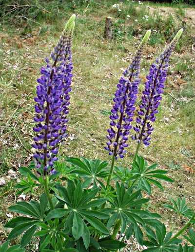 Lupinus polyphyllus, Vielblättrige Lupine