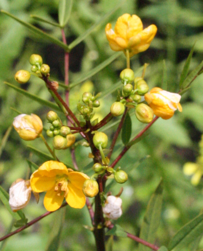 Senna alexandrina, Alexandrinische Senna