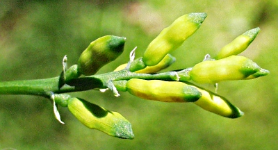 Ceratocapnos claviculata, Europäischer Rankenlerchensporn, Früchte