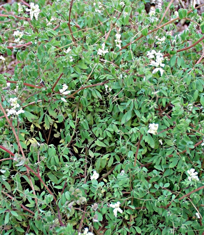 Ceratocapnos claviculata, Euroipäischer Rankenlerchensporn