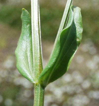 Centaurium erythrea, Echtes Tausendgldenkraut, Bltter