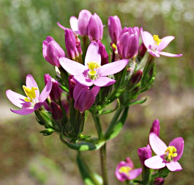 Centaurium erythraea, Echtes Tausendgüldenkraut
