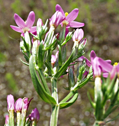 Centaurium erythraea, Echtes Tausendgldenkraut, Kelche