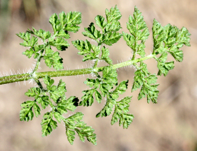 Erodium cicutarium, Gew�hnlicher Reiherschnabel, St�ngelblatt