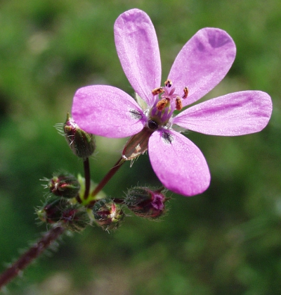 Erodium cicutarium, Gewöhnlicher Reiherschnabel, Blüte