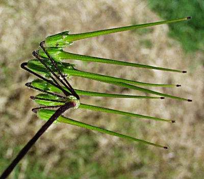 Erodium cicutarium, Gewöhnlicher Reiherschnabel, Früchte