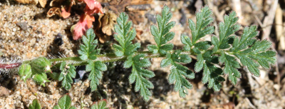 Erodium cicutarium, Gew�hnlicher Reiherschnabel, Grundblatt