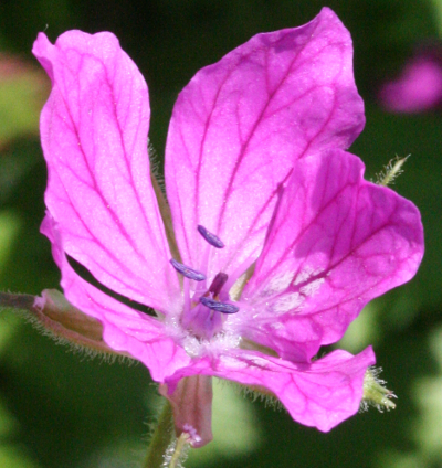 Erodium manescavii, Pyrenäen-Reiherschnabel