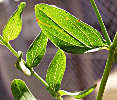 Hypericum perforatum, Gewöhnliches Johanniskraut, Blätter