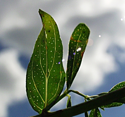 Hypericum perforatum, Gewöhnliches Johanniskraut, Blatt