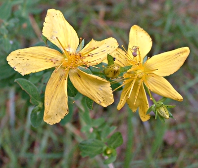 Hypericum perforatum, Gewöhnliches Johanniskraut, Blüten