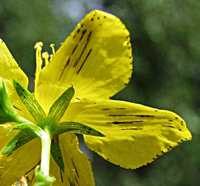Hypericum perforatum, Gewöhnliches Johanniskraut, Kronblatt