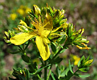 Hypericum perforatum, Gew�hnliches Johanniskraut, Bl�tenstand
