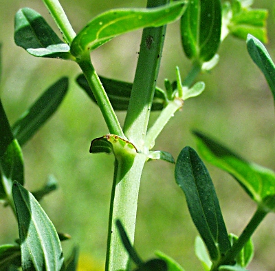 Hypericum perforatum, Gew�hnliches Johanniskraut, St�ngel