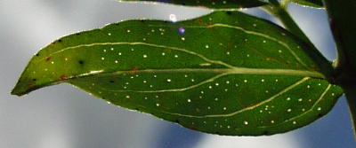 Hypericum perforatum, Gew�hnliches Johanniskraut, Blatt