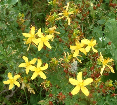 Hypericum perforatum, Gewöhnliches Johanniskraut