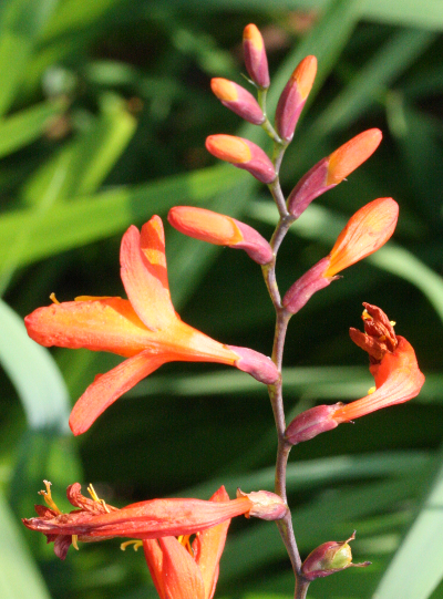Crocosmia × crocosmiiflora, Garten-Montbretie