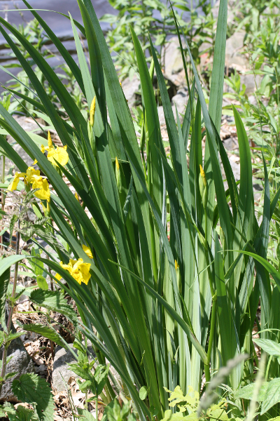 Iris pseudacorus, Sumpf-Schwertlilie, Bl�tter