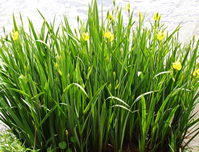 Iris pseudacorus, Sumpf-Schwertlilien