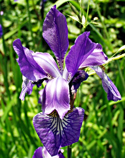 Iris sibirica, Sibirische Schwertlilie