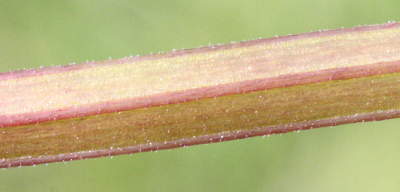 Glechoma hederacea, Gundermann, Stängel