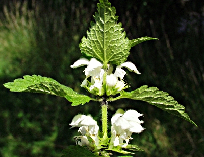 Lamium album, Weiße Taubnessel
