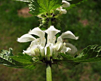 Lamium album, Weiße Taubnessel, Blüten