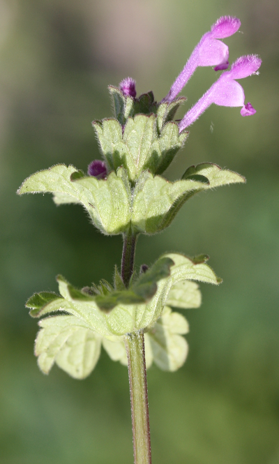 St�ngelumfassende Taubnessel (Lamium amplexicaule)