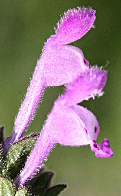 Lamium amplexicaule, Stängelumfassende Taubnessel, Blüten