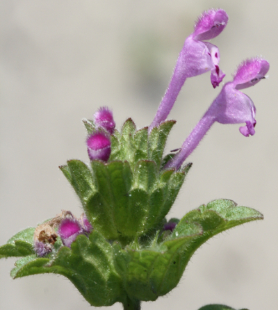St�ngelumfassende Taubnessel (Lamium amplexicaule), Bl�ten