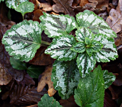 Lamium argentatum, Silberblttrige Goldnessel, Bltter