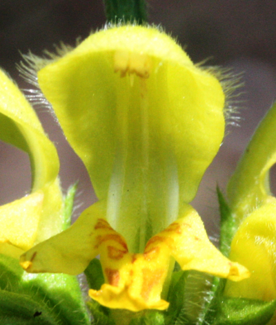 Lamium argentatum, Silberblättrige Goldnessel, Blüte