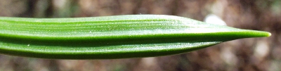 Gagea pratensis, Wiesen-Gelbstern, Blattunterseite
