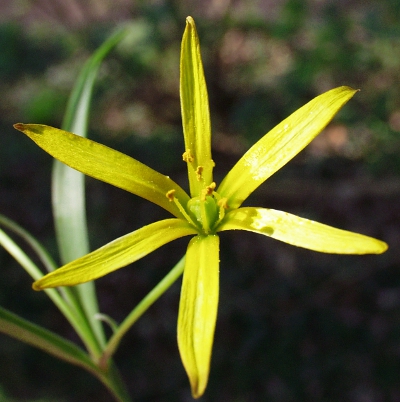 Wiesen-Gelbstern, Blüte