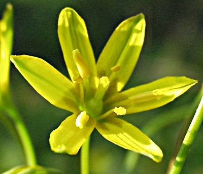 Wiesen-Gelbstern, Blüte