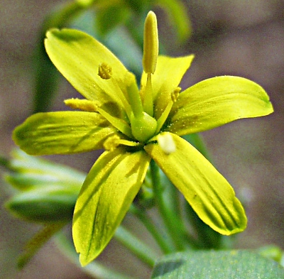 Wiesen-Gelbstern, Blüte