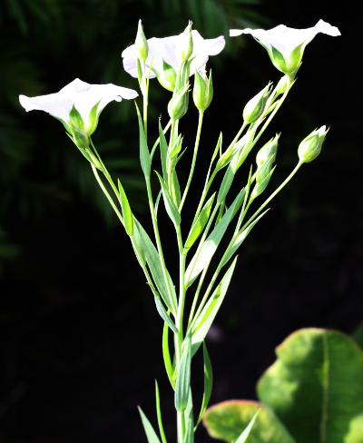 Linum usitatissimum, Echter Lein, weiß