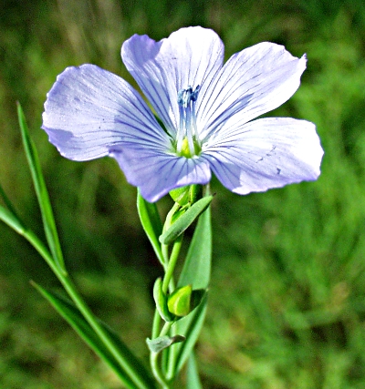 Linum usitatissimum, Echter Lein