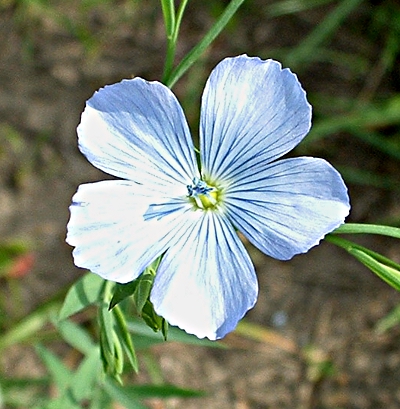Linum usitatissimum, Echter Lein, Blüte