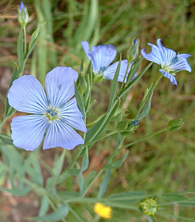 Linum usitatissimum, Echter Lein