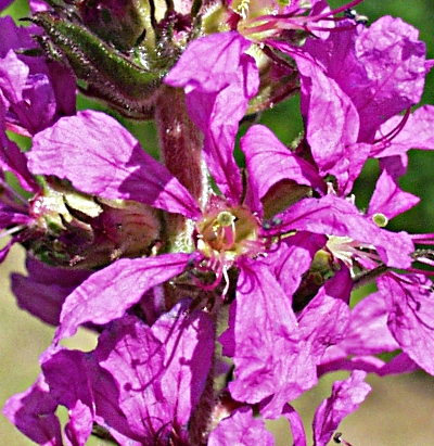 Lythrum salicaria, Gew�hnlicher Blutweiderich, Bl�te